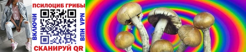Псилоцибиновые грибы Psilocybe  Черкесск 