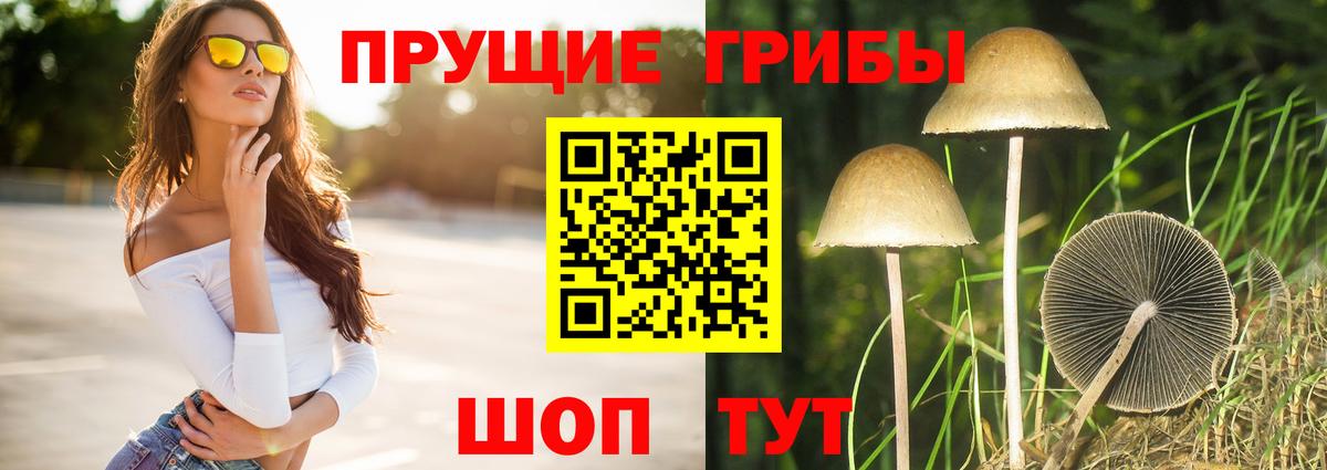 Черкесск  Псилоцибиновые грибы Cubensis  Вход с VPN 